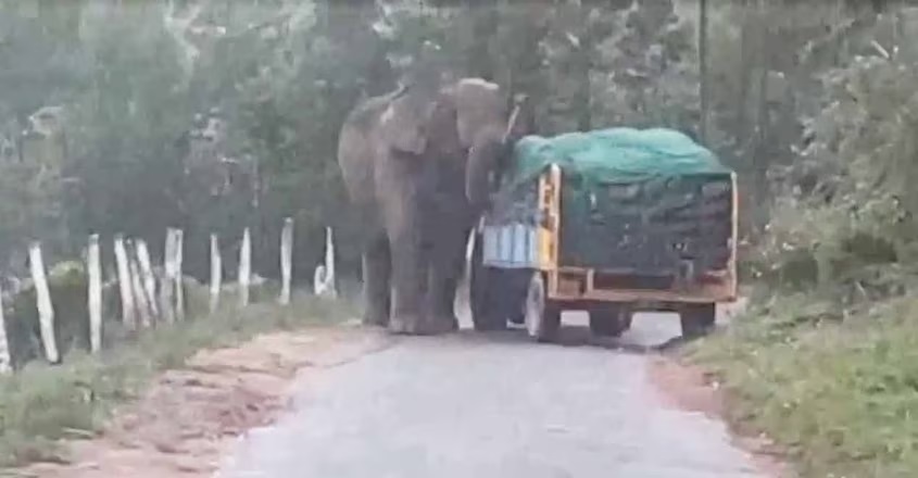 മൂന്നാർ നെറ്റിമേട് ഭാഗത്ത് വീണ്ടും ‘പടയപ്പ’യിറങ്ങി; തേയില കൊളുന്തുമായി പോയ വാഹനം ആന തടഞ്ഞു, ഡ്രൈവർ വാഹനത്തിൽ നിന്നിറങ്ങിയോടി