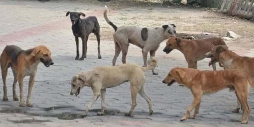 മുഴപ്പിലങ്ങാട് വീണ്ടും തെരുവ് നായയുടെ ആക്രമണം; മൂന്നാം ക്ലാസുകാരിക്ക് കടിയേറ്റു